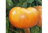 Саргас F1 - томат детермінантний, 1 000 насіння, Yuksel Seed (Юксел Сід) Туреччина фото, цiна